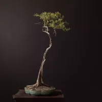 Bald cypress bonsai, Taxodium distichum, on a dark studio ground