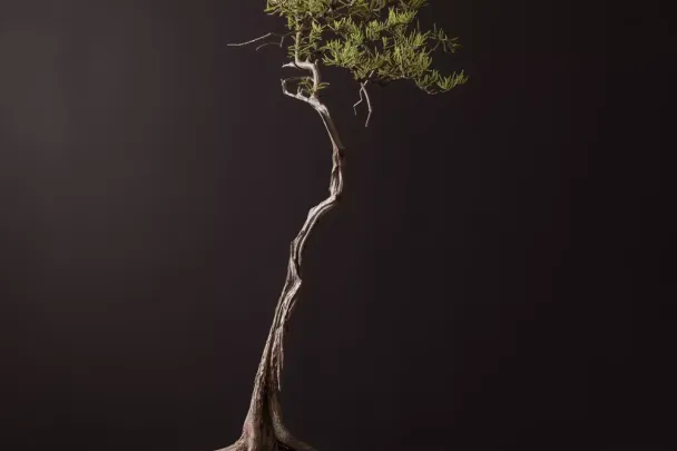 A bald cypress bonsai with a flat-topped canopy, photographed on a dark studio ground.