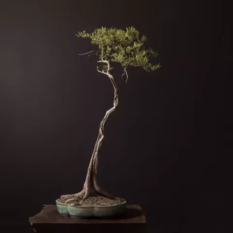 Bald cypress bonsai, Taxodium distichum, on a dark studio ground