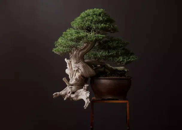 A close detail of deadwood on the Rocky Mountain juniper bonsai.