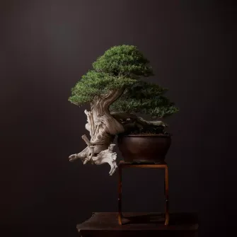 A Rocky Mountain juniper bonsai in a shallow pot, photographed on a dark studio ground.