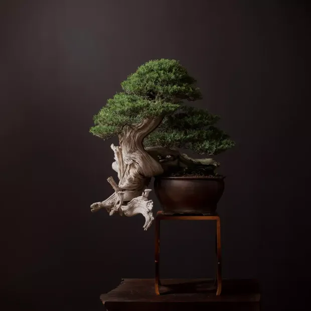 A Rocky Mountain juniper bonsai in a shallow pot, photographed on a dark studio ground.