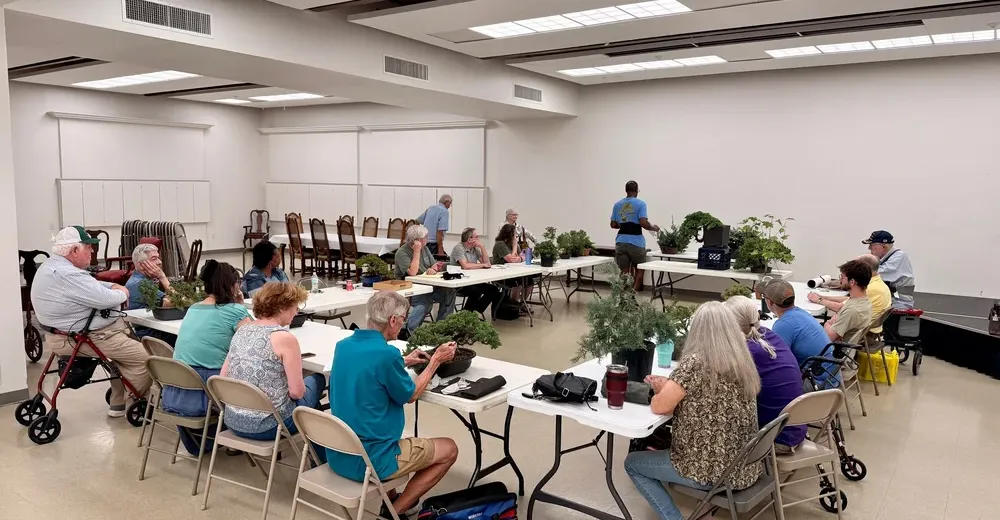 Members gathered around tables inside the meeting room, working on their bonsai