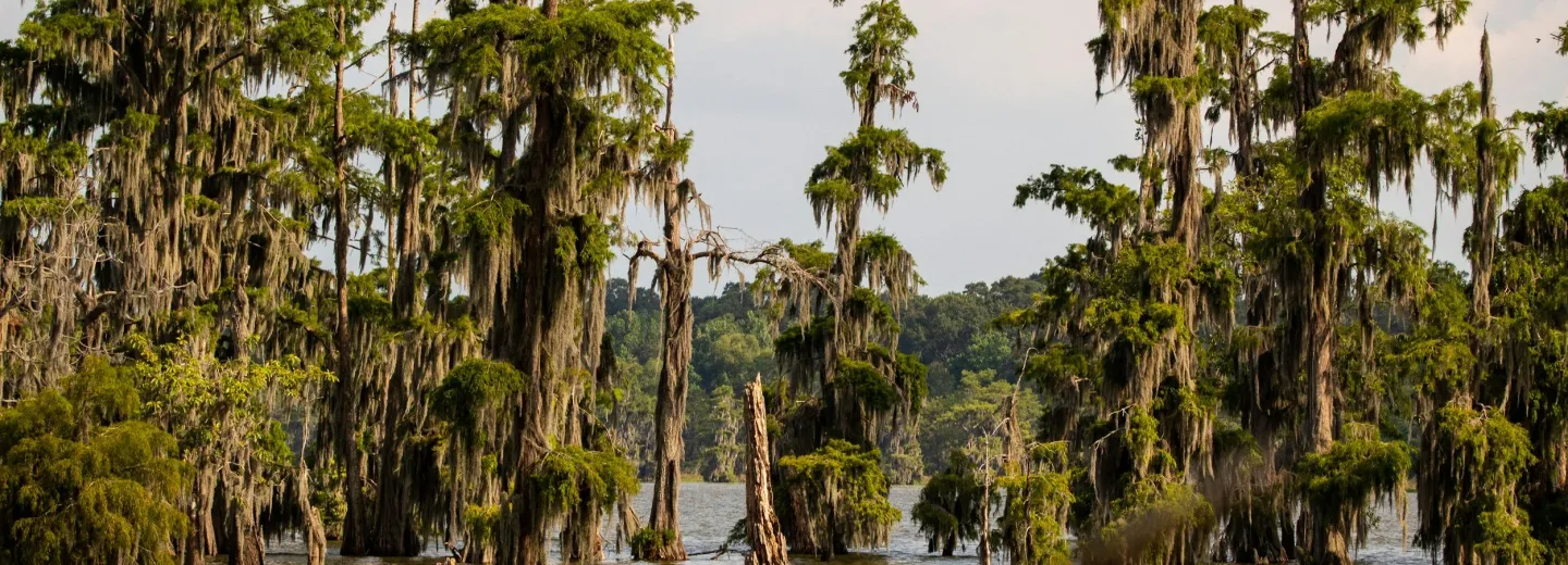 Bald cypress trees standing in a Louisiana swamp